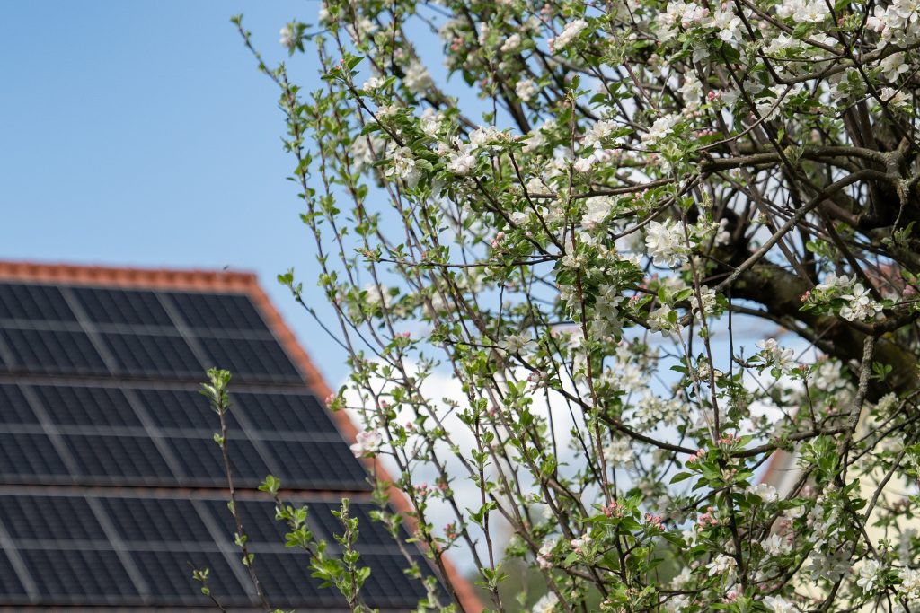 Solarzellen auf Dach mit blühendem Kirschbaum